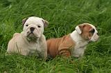 BULLDOG ANGLAIS 198